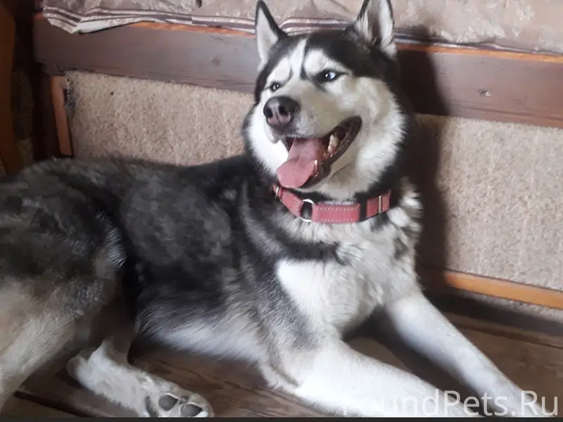 Пропали две хаски, деревня Никольевка