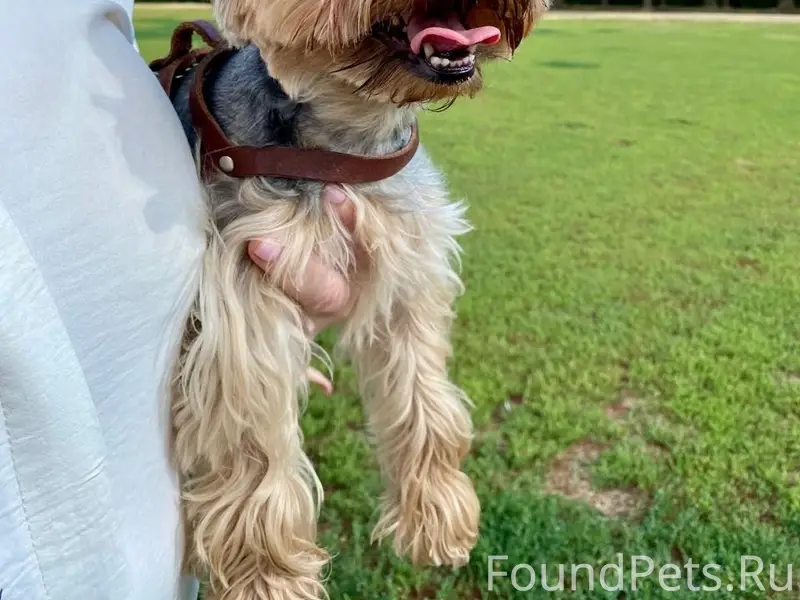 Пропала собака, Центральная часть города