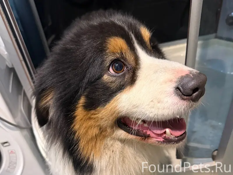 Найдена собака, Крестовское шоссе