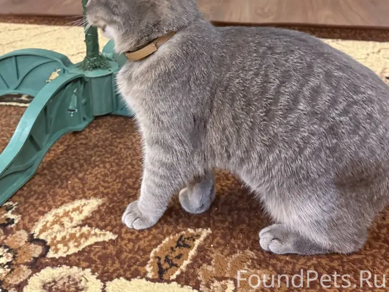 Пропала вислоухая кошка Мия, район Богдана Хмельницкого