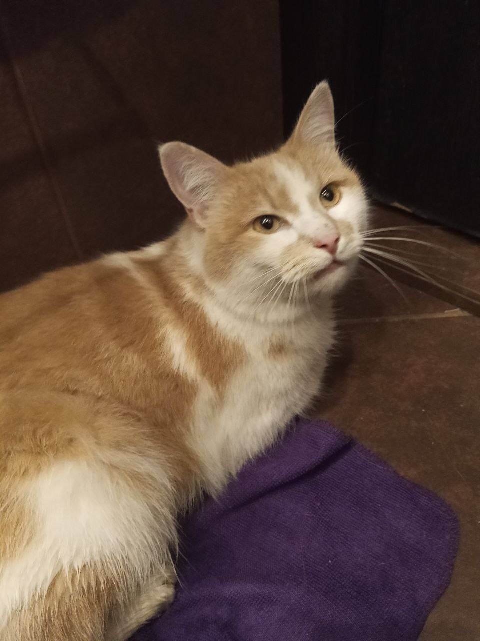 Найден кот, улица Танкиста Хрустицкого, Санкт-Петербург