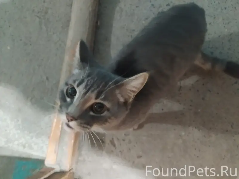 Найден кот, найден на улице Зелёная 7