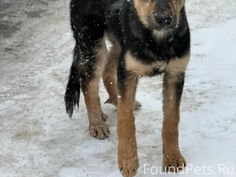 Пропала немецкая овчарка, мкр. Зеленые горки