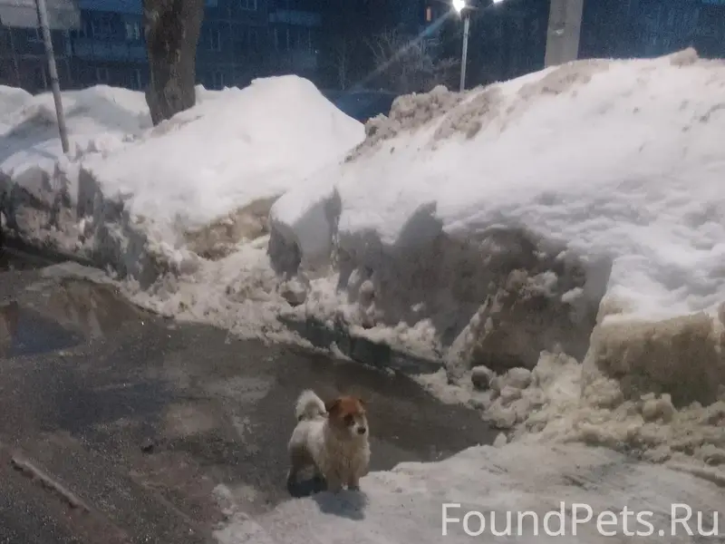 Пропала собака, Кашира 2