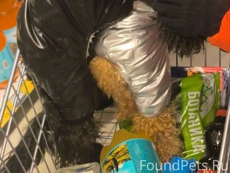 Пропал карликовый пудель Марк, площадь Ленина