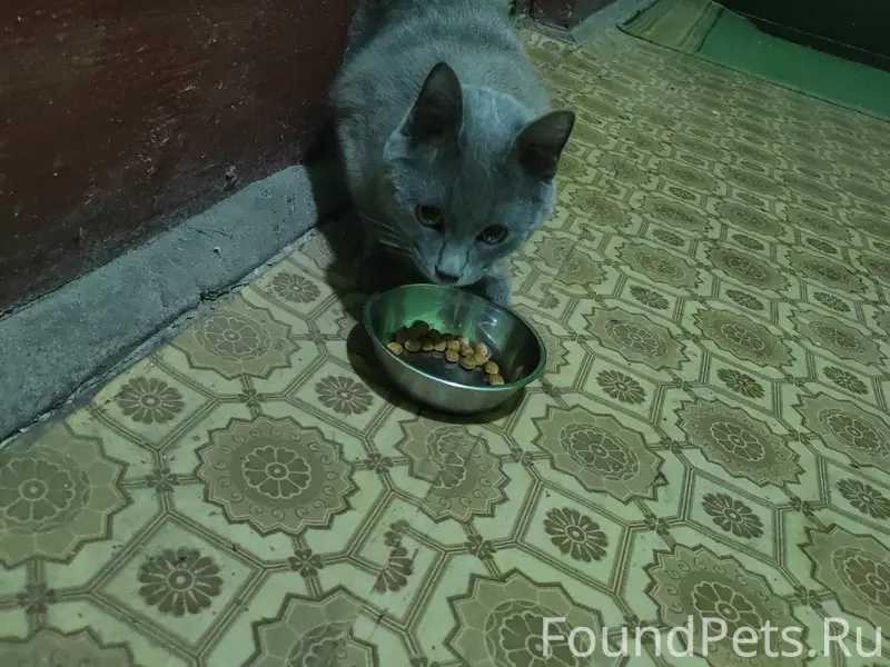 Найден котик, улица 28 июля 29