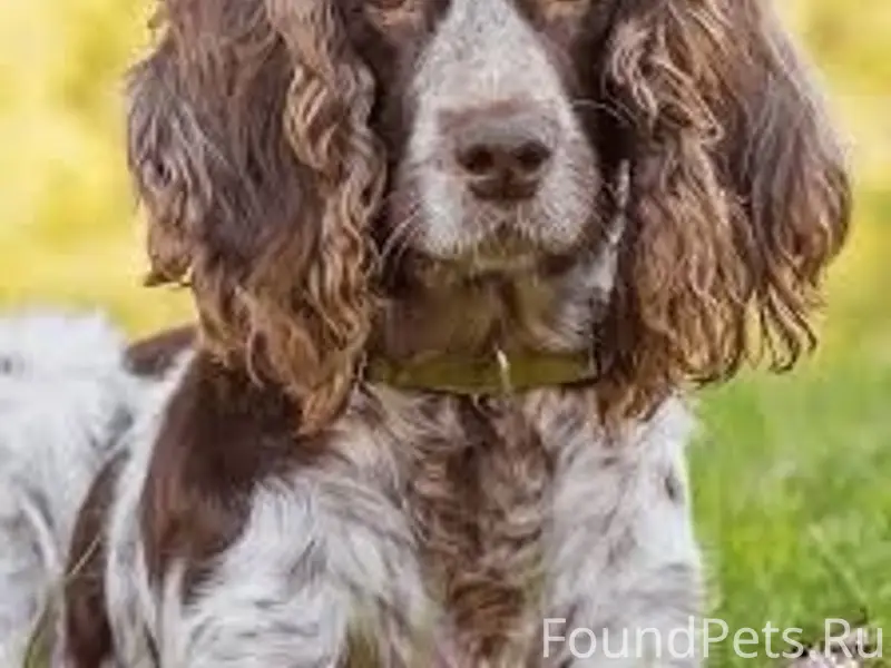 Пропал Арчи, п. Калинина