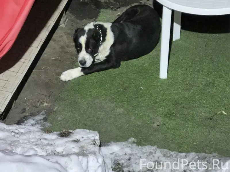 Пропал алабай, Степана Разина 2