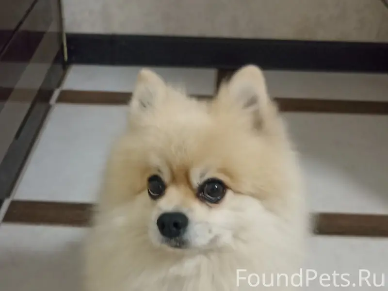 Пропал шпиц, мкр. Аркаим