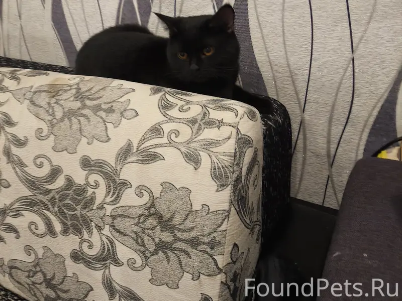 Найден кот, Бурденко 14 а