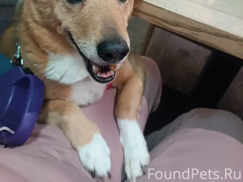 Пропала собака, село Нестиары Воскресенского района