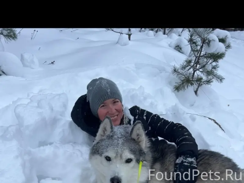 Пропал хаски, серо-белого окраса, бульвар Шмидта