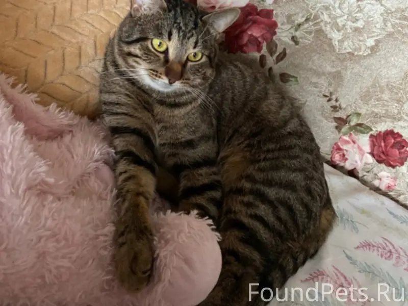 Пропал кот Астон, ул. Рассказовская