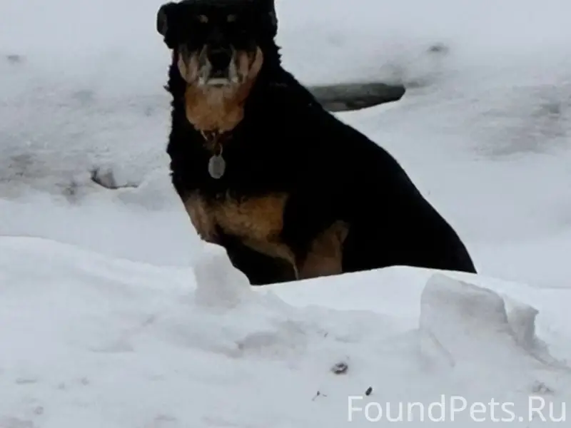 Найденна собака, Заельцовский район