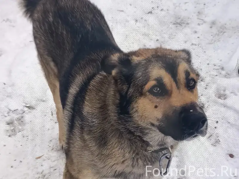 Пропал пёс Барон, Техническая 9