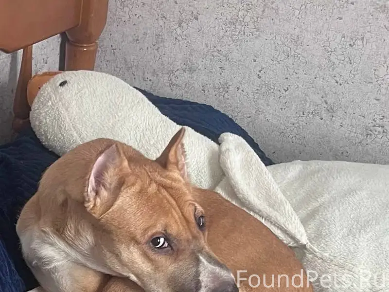 Пропала собака Альма, СНТ Милосердие, Фиолент