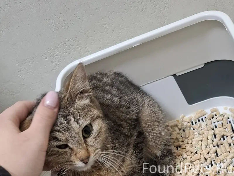 Найден котёнок мальчик, 2,5 месяца