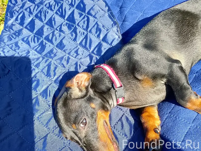 Пропала такса, район Ленина - Мишенкова