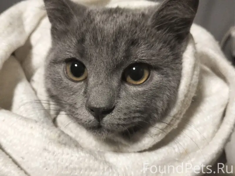 Найден британец, Коломна, пересечение Ленина и Добролюбова