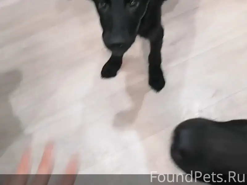 Пропала собака Бусинка, 85 квартал