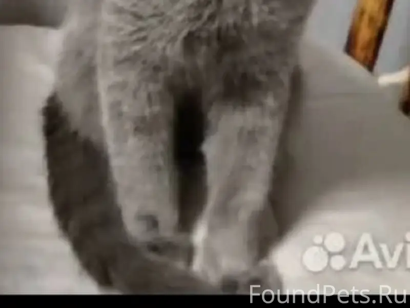 Пропал кот, Нижний Новгород, ул. Движенцев