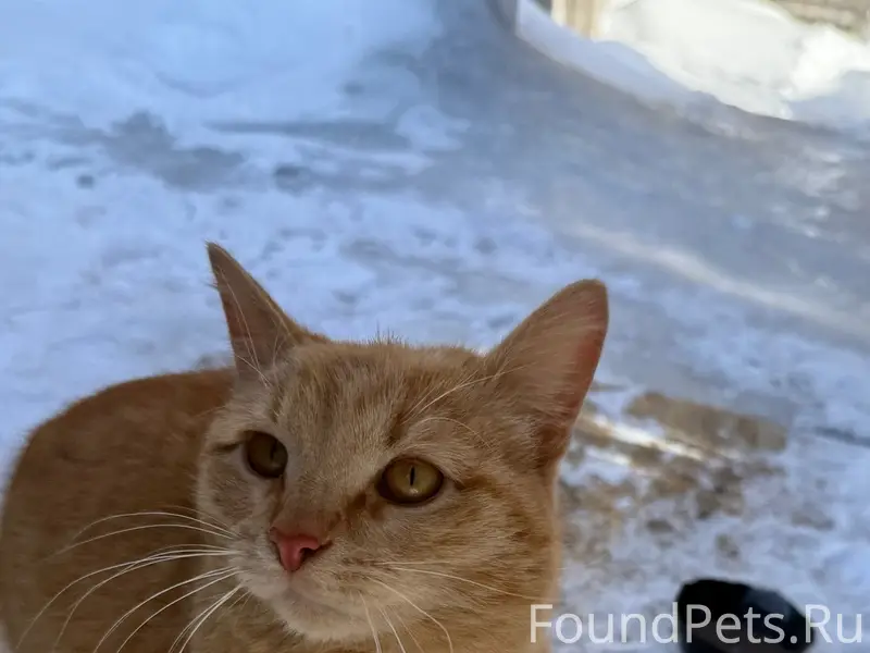 Найден рыжий кот, район РеЧпорт