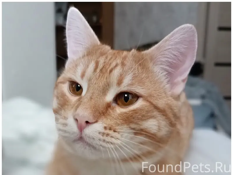 Пропал кот Декс, ул. Шимборского