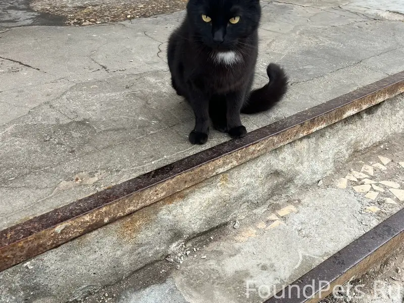 Найден кот без задней правой лапки, Фрунзенский район