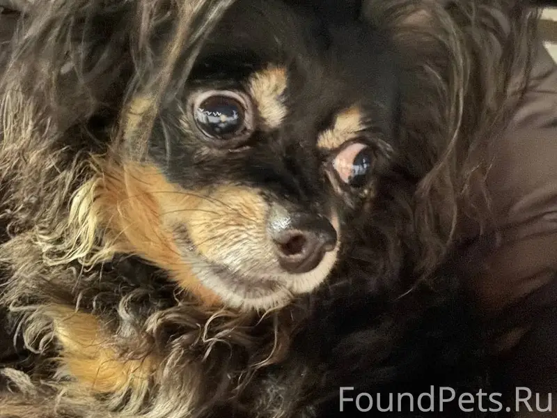 Найдена длинношёрстная чихуахуа, Зеленоград