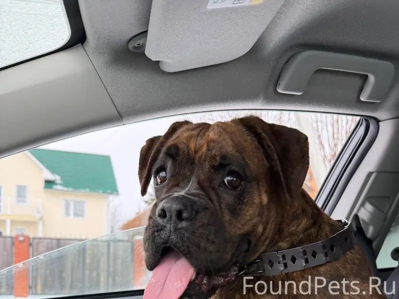 Найден тип собака, верх Тула