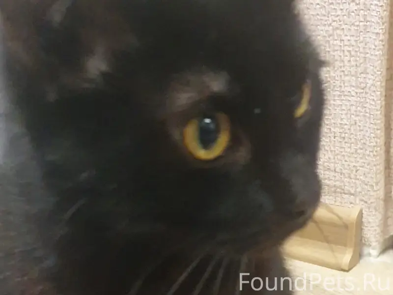 Найден чёрный кот с жёлтым ошейником, район Клыкова