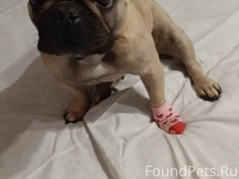 Пропал Французский бульдог, частный сектор Чапаева/Пристанская