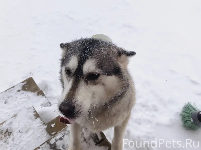 Пропала собака, Калинина