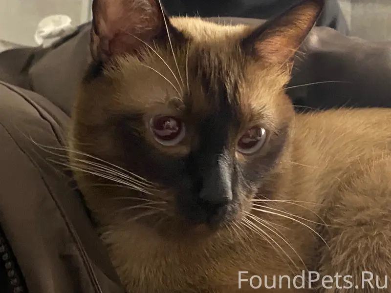 Пропал Тайский кот Гуф, район Ключевая