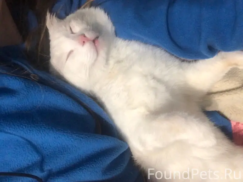 Пропал кот, пропал кот, неизвестно место пропажи