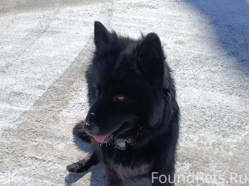 Пропала собака, Смоленская