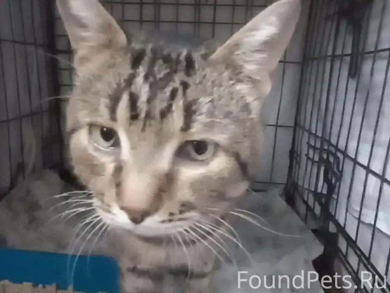 Найден кот, Солнечная-Сююмбике