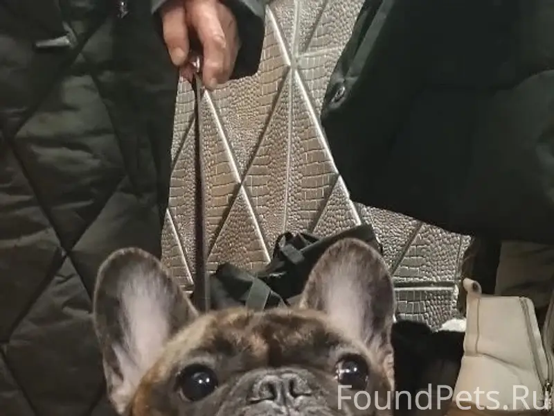 Пропала собака, Ржев-2