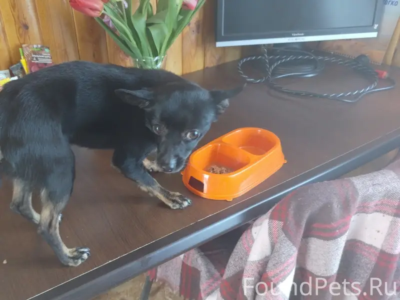 Найдена небольшая собака, Свердловская область