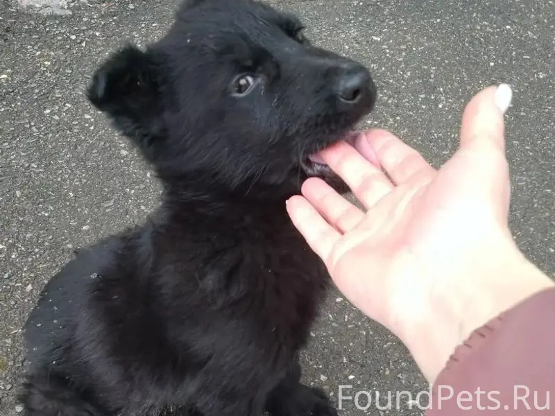 Найден щенок немецкой овчарки