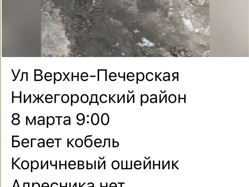 Найден курцхаар, Нижний Новгород