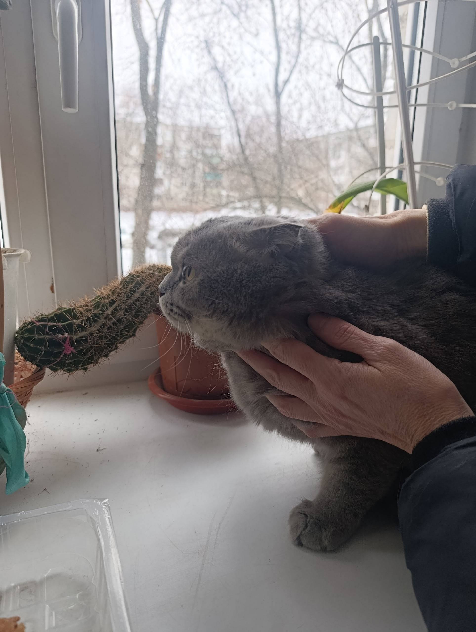 Найдена кошка, Нижний Новгород, адрес Прыгунова 13