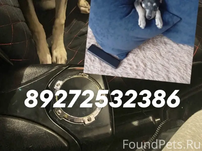 Пропала собака Гуча, 3 мкр