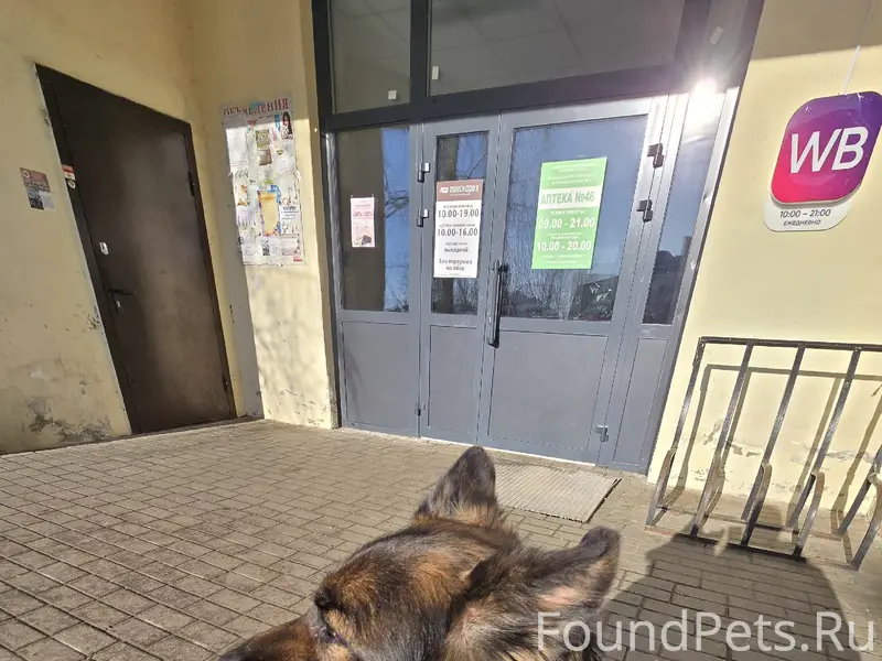 Найдена немецкая овчарка, ищем новых хозяев