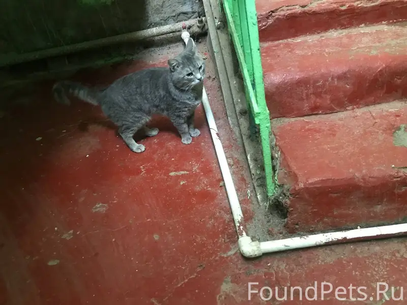 Найден кот, Переславль