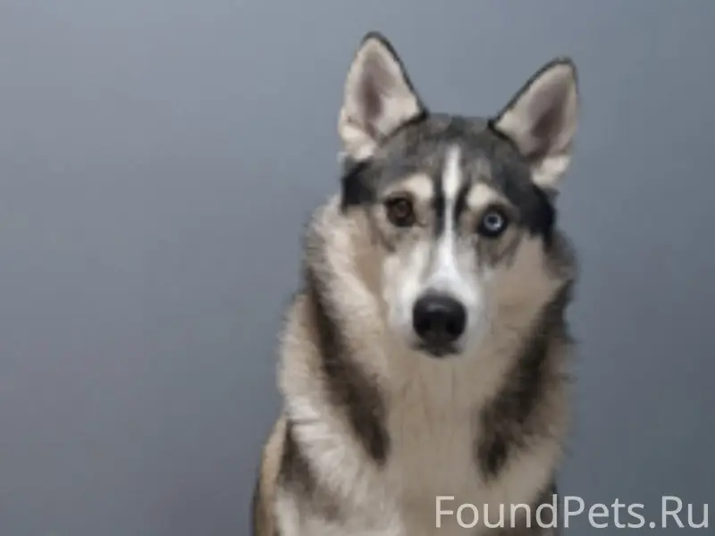 Пропал хаски, район базы каф