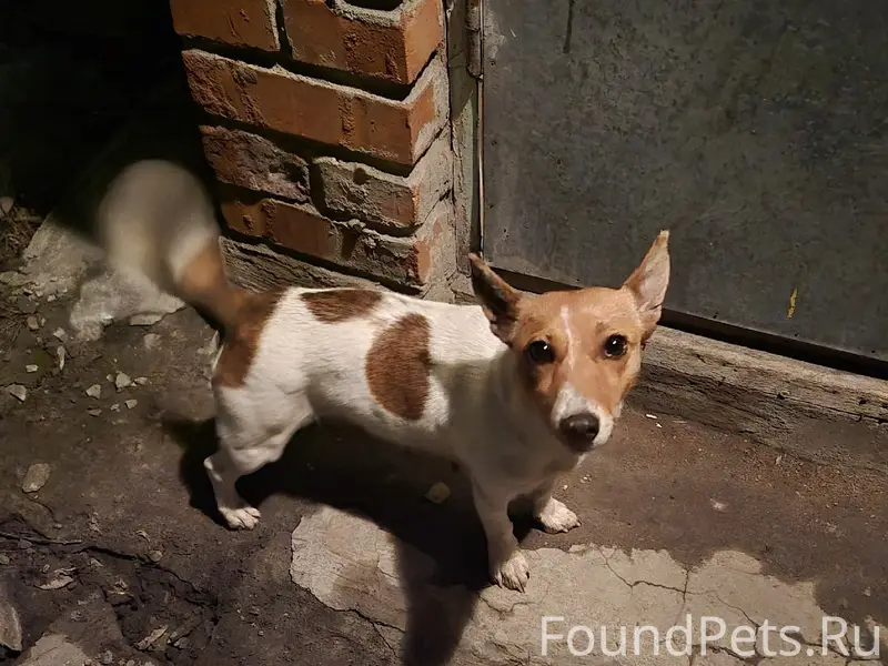 Пропала мелкая собака, Старый Оскол, Незнамово