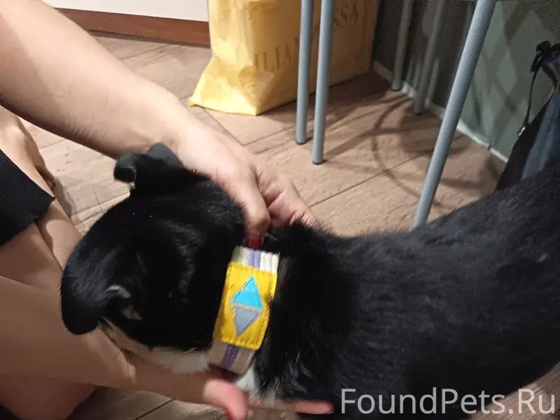 Найден щенок девочка, ул. Корабельная (Ягры)