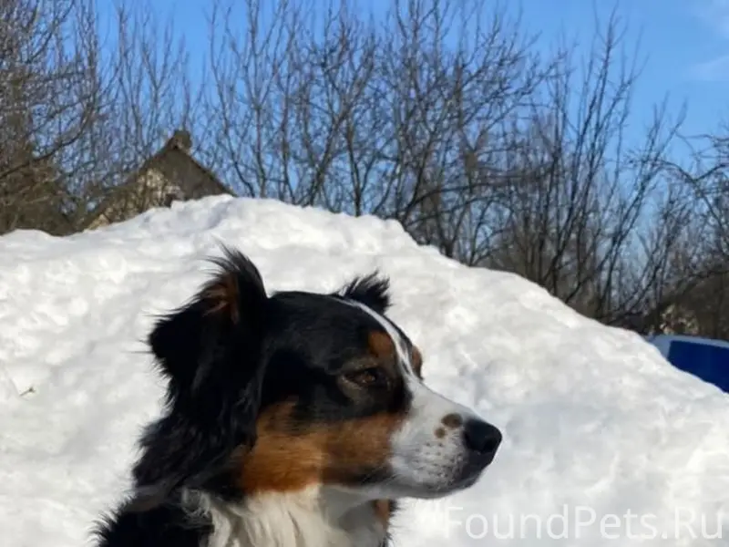 Пропала австралийская овчарка, Верхние Осельки