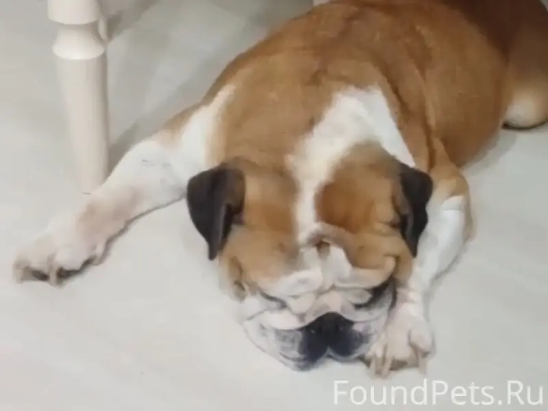 Найден тип собака, д. Малая Поповская